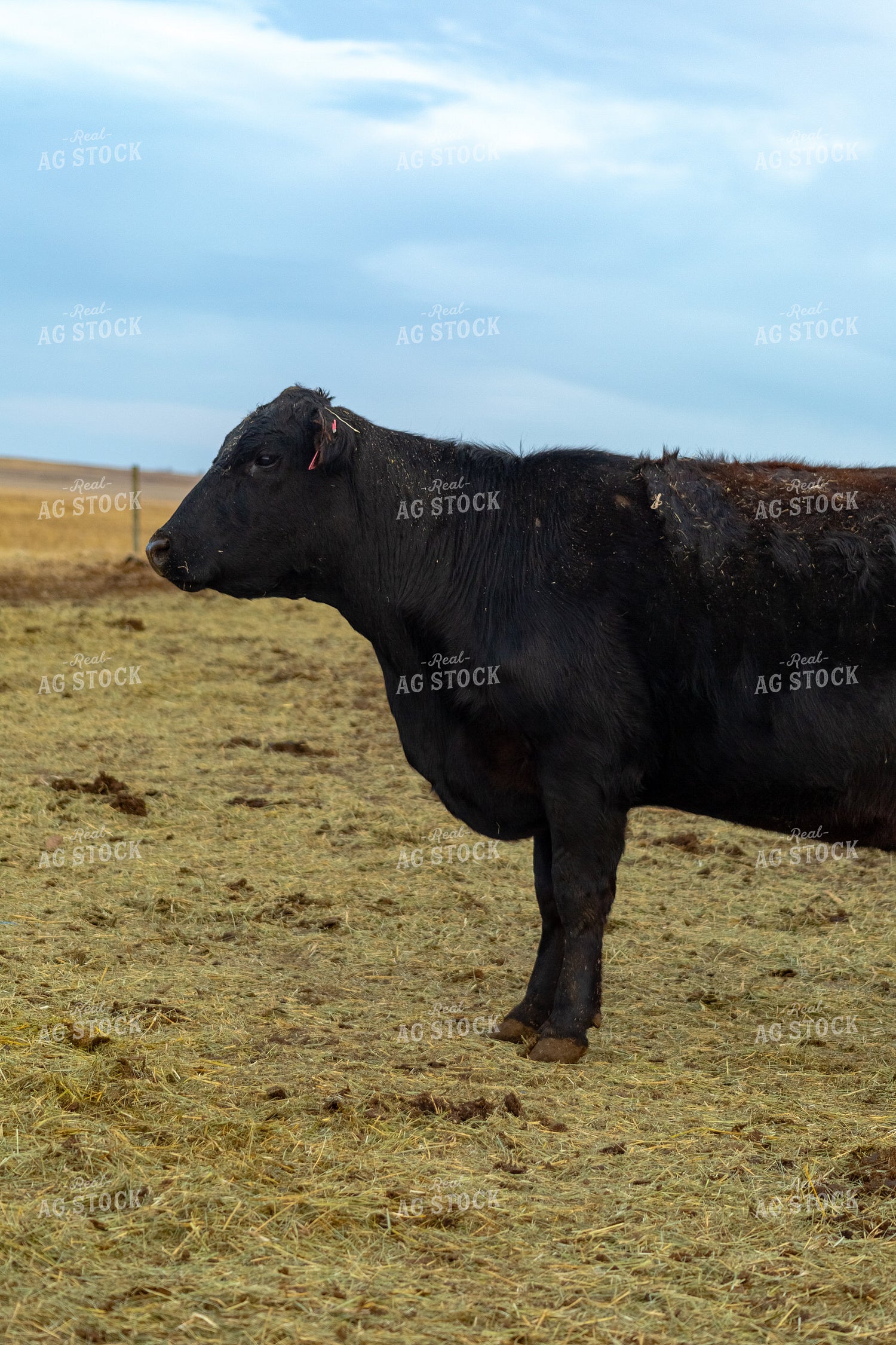 Pregnant Cow 155355