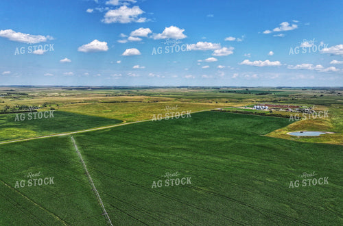 Irrigated Soybean Field 141172