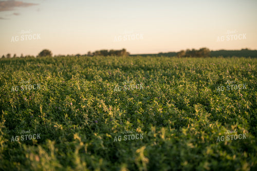 Alfalfa 76490