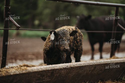 Angus Cattle in Pen 196176