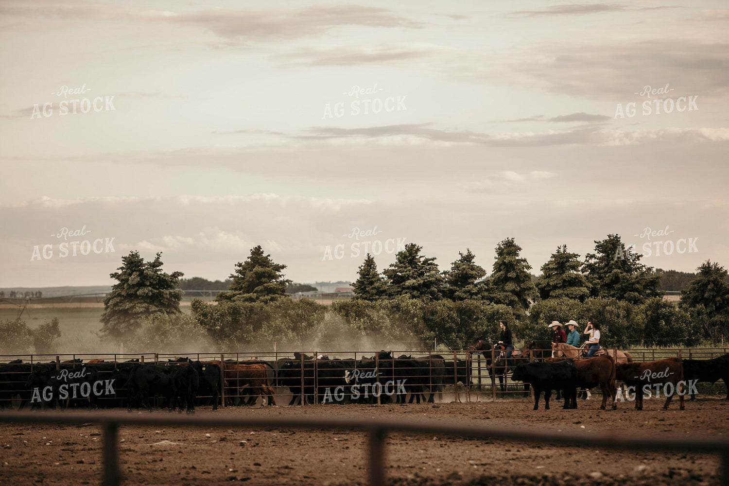 Feedyard 3076