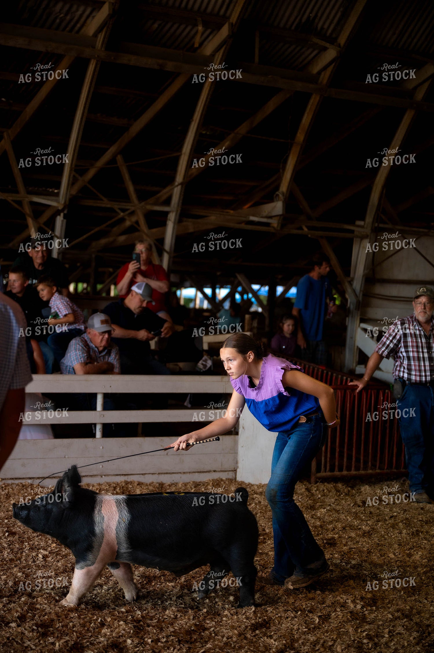 Showing Pigs 115780