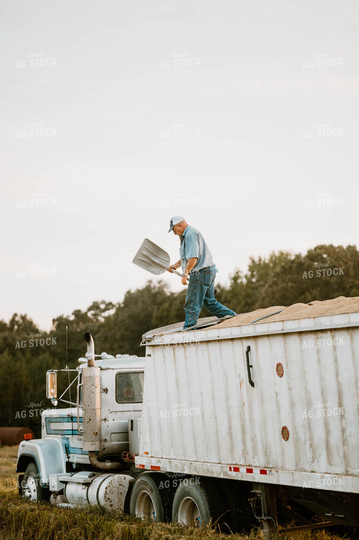 Transporting Rice 125201