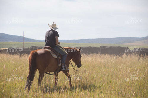 Cattle Drive 117368