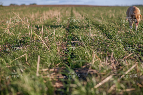 Cover Crop Field 76129