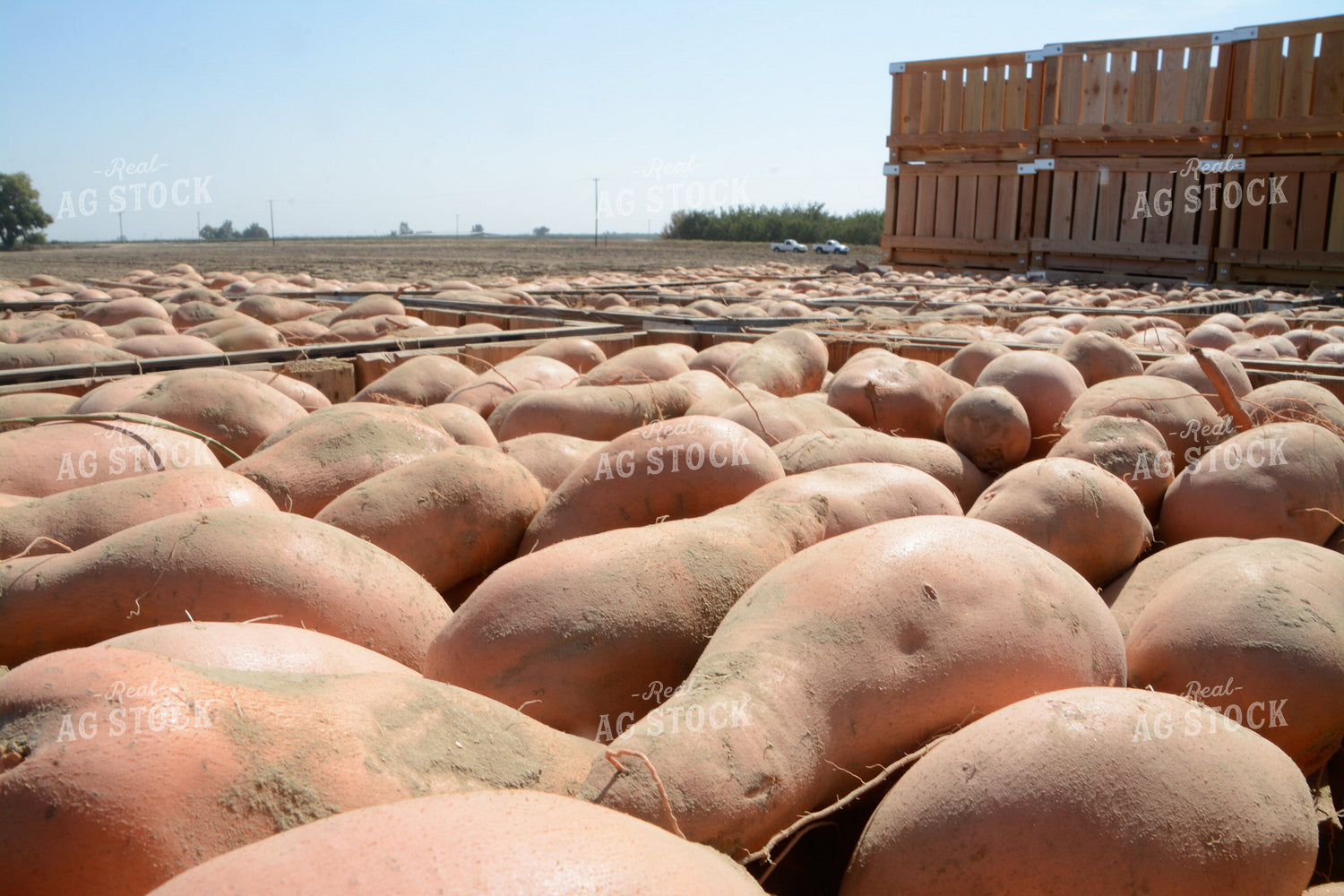 Sugar Beets 105076