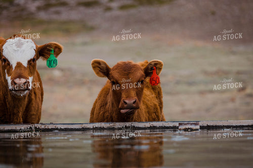 Close Up of Red Angus Cattle Drinking at Water Trough 97161