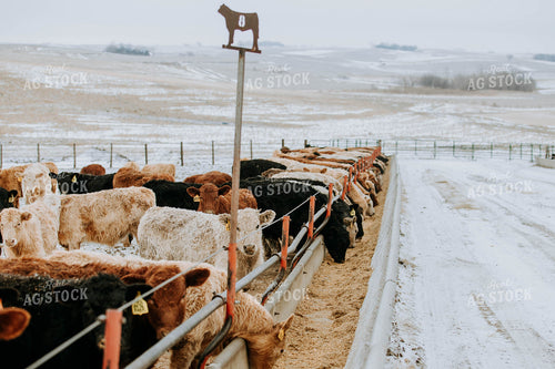 Cattle Eating out of Trough 77198
