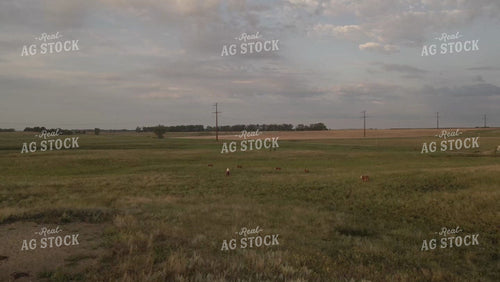 Ranchers on Horseback Moving Cattle in Pasture Drone 6542