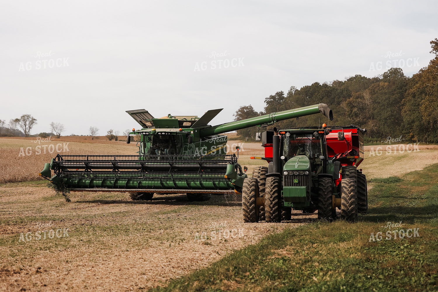 Combine Emptying Soybeans into Grain Cart 52252