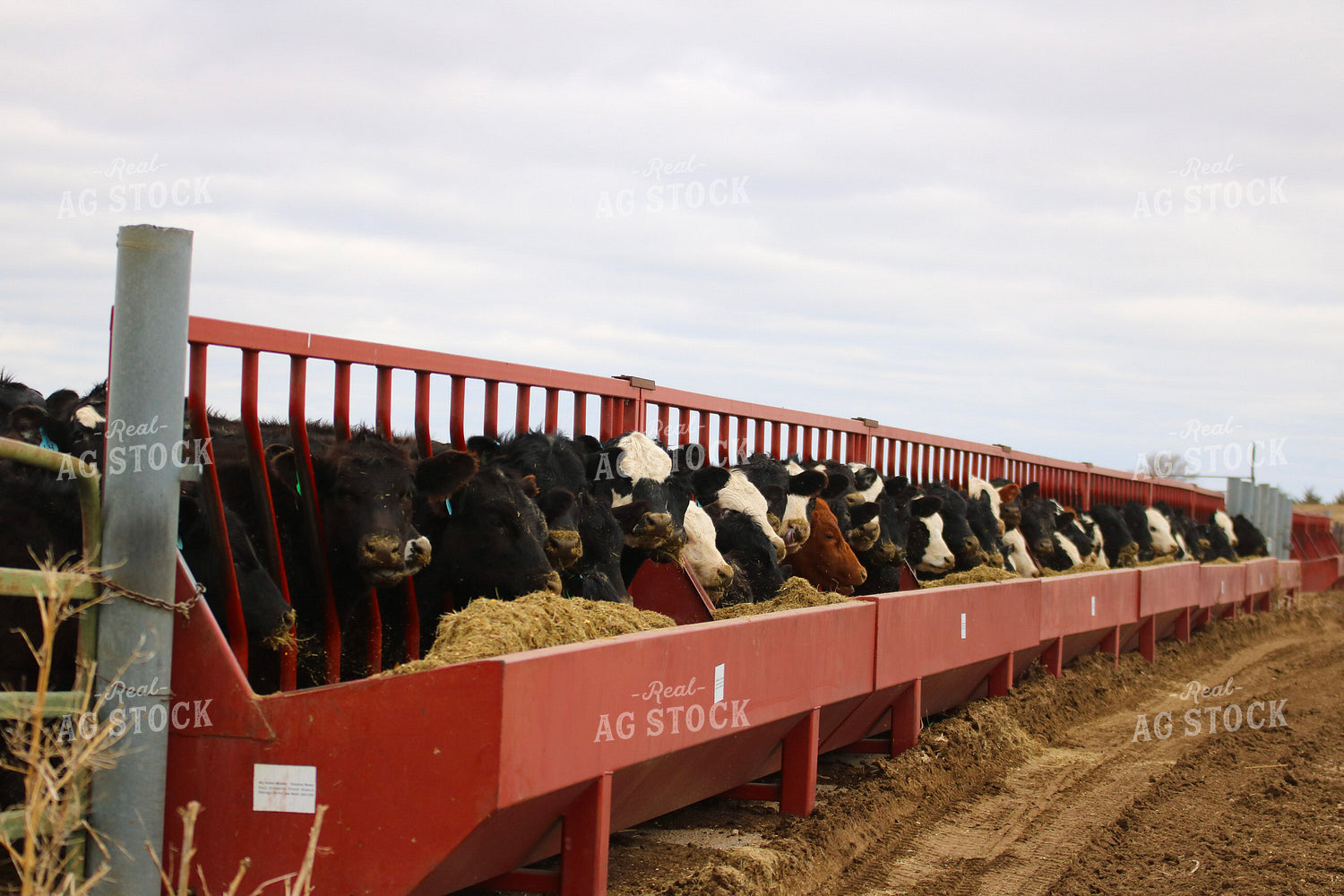 Cattle Eating From Feed Bunk 82462