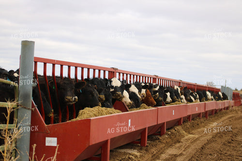 Cattle Eating From Feed Bunk 82462