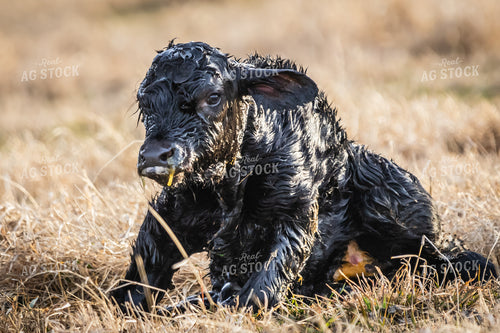 Newborn Calf 138164