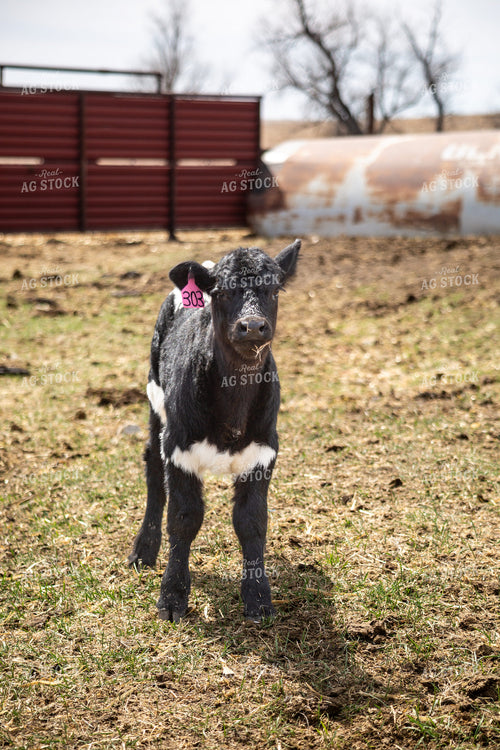 Calf 155390