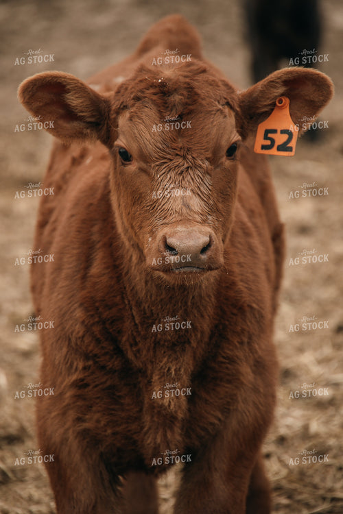 Calf 194046