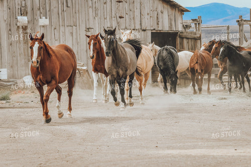 Horses in Farmyard 78016