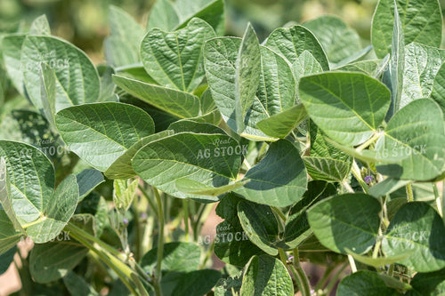 Soybeans 91051