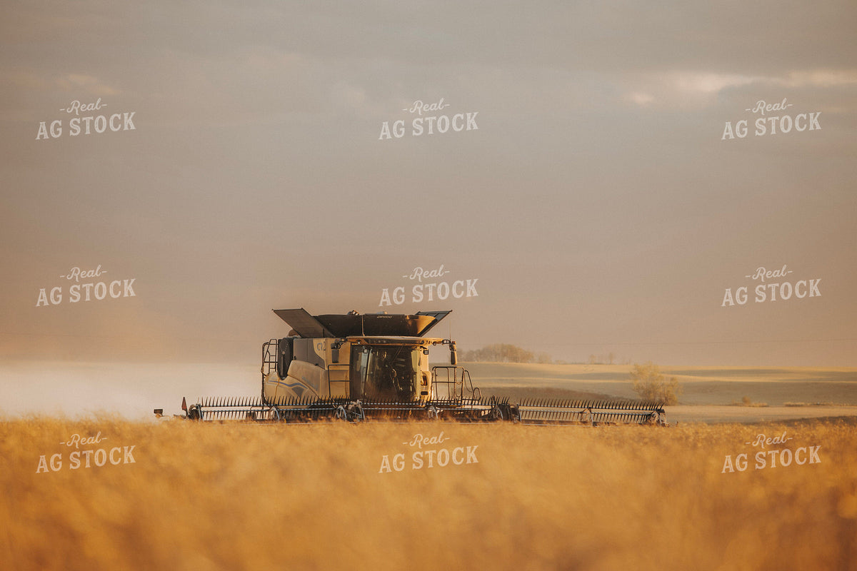 Canola Harvest 187425