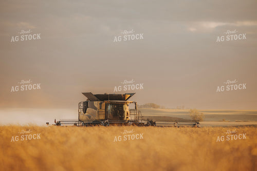 Canola Harvest 187425