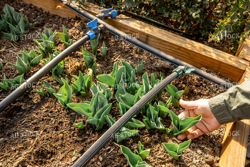 Irrigated Flower Farm Bed 270439