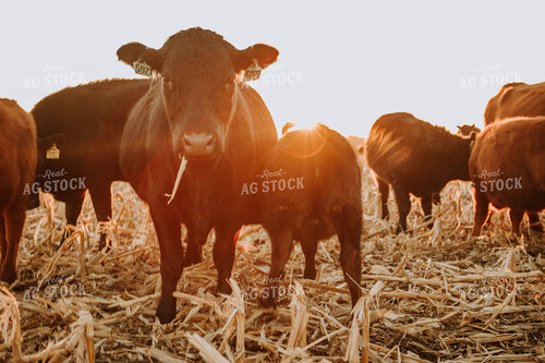 Cattle in Pasture 77234