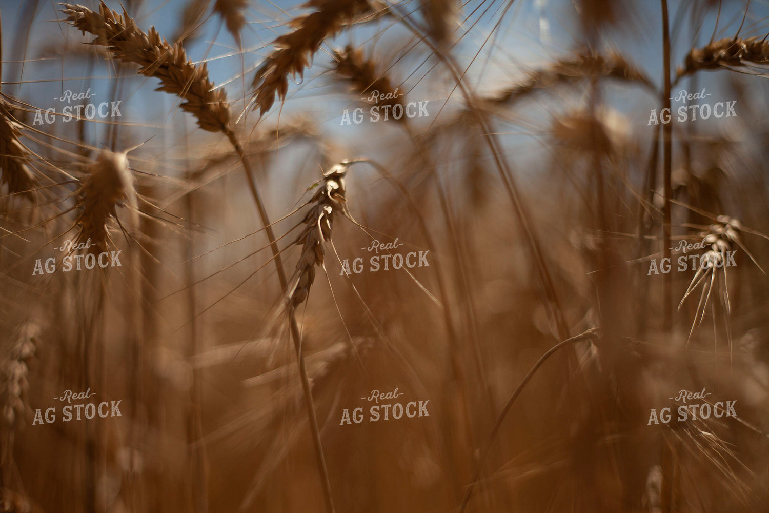Wheat 2180