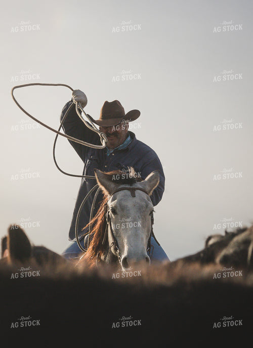 Rancher on Horseback Roping Cattle 219098