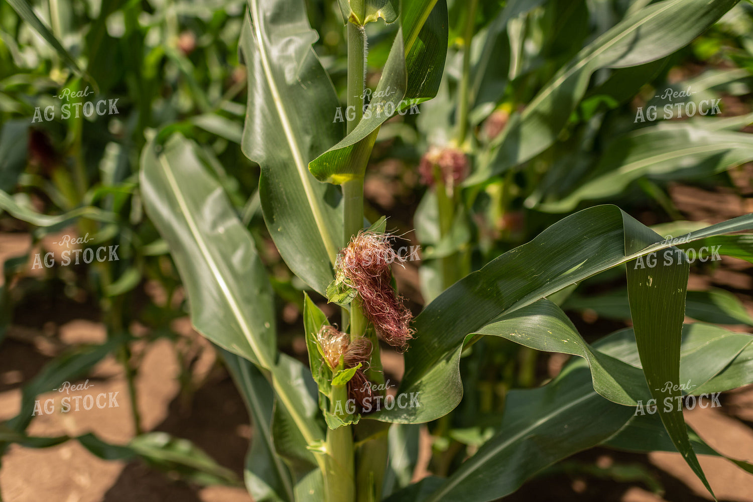 Corn Silks 59100