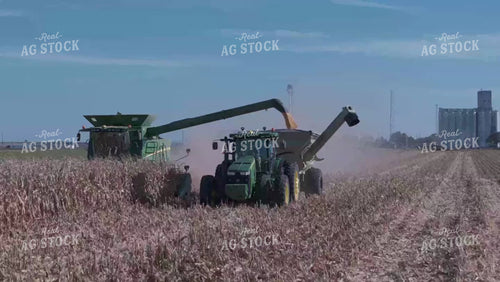 Corn Harvest 239017