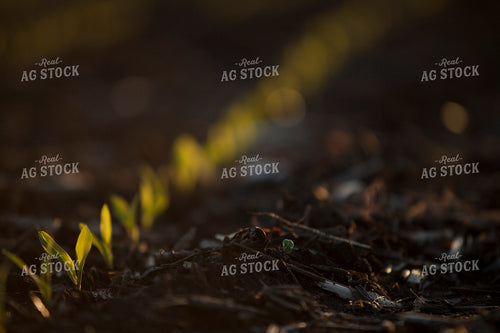 Corn - Early Growth 1154
