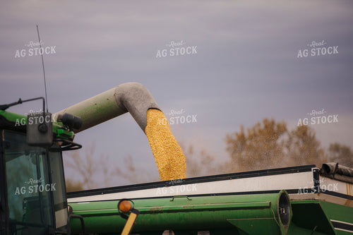 Corn Harvest 285007