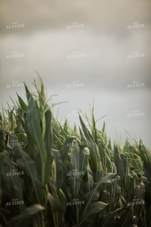 Green Corn Tassels 6291