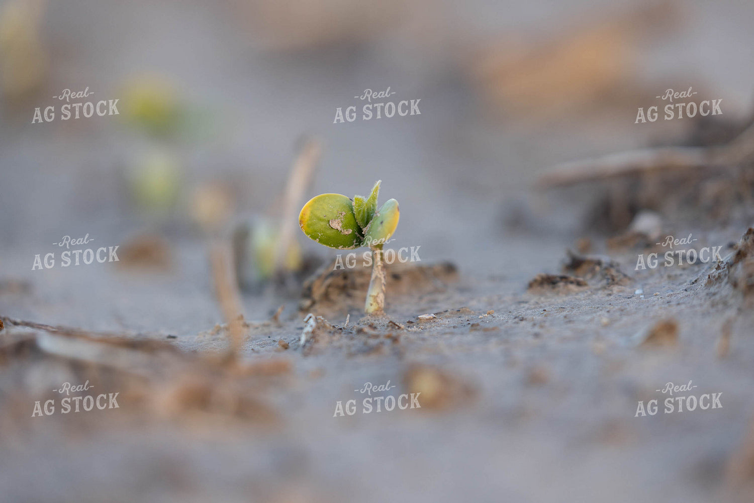 Early Growth Soybeans 79572