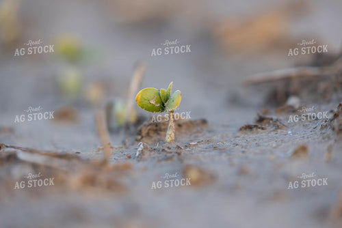 Early Growth Soybeans 79572