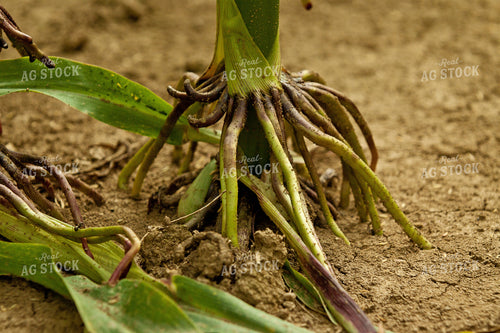 Corn Roots 150001