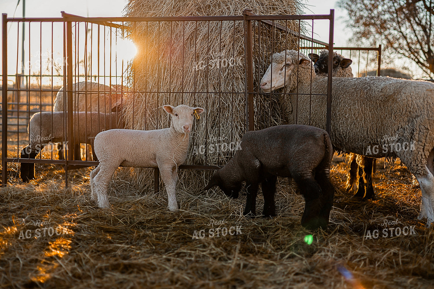 Sheep 93357