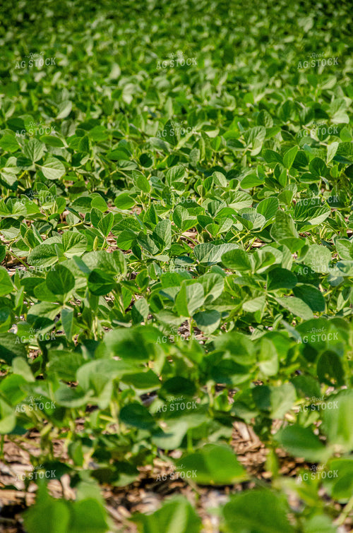 Midseason Soybeans 166031