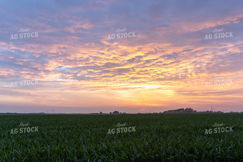 Corn Field at Sunset 77272