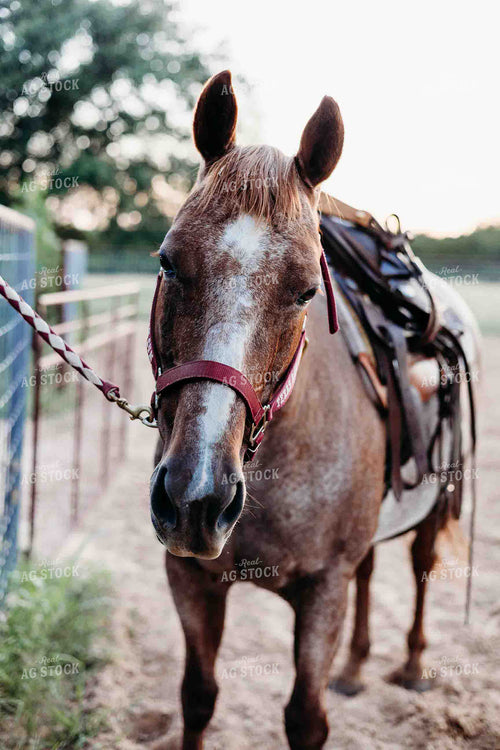 Horse 281084