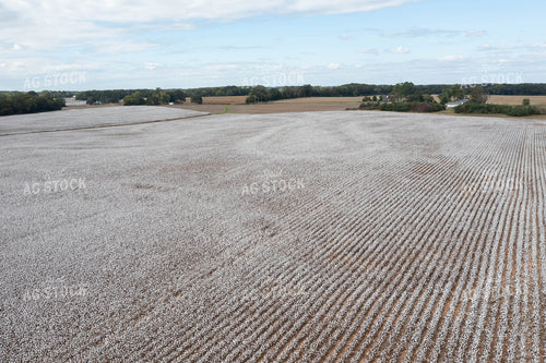Aerial Cotton Field 79568