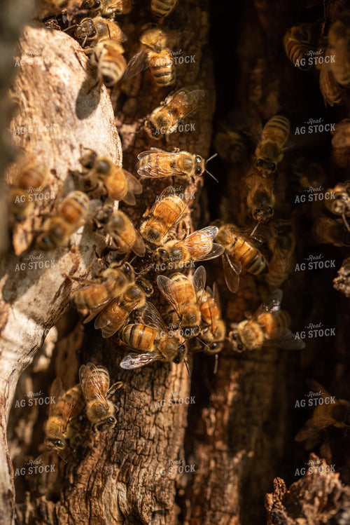 Bees 76409