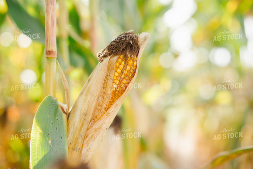 Ear of Corn in Field 137098