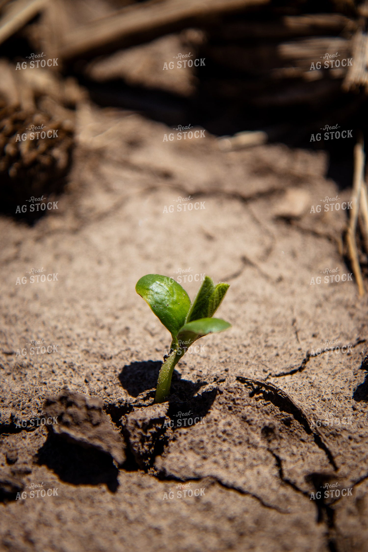 Early Growth Soybeans 67721