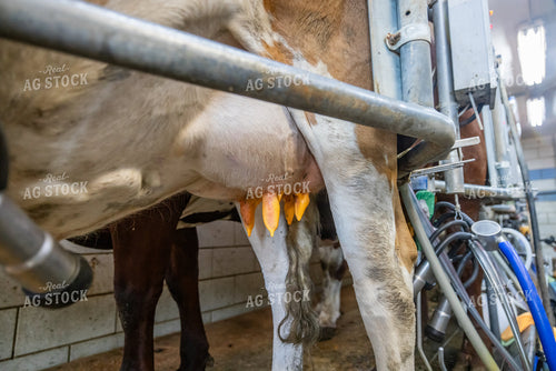 Disinfecting Cow Teats 270552