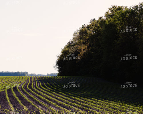 Early Growth Corn 178100