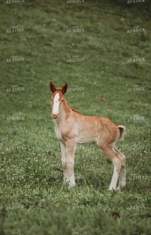 Foal 215021