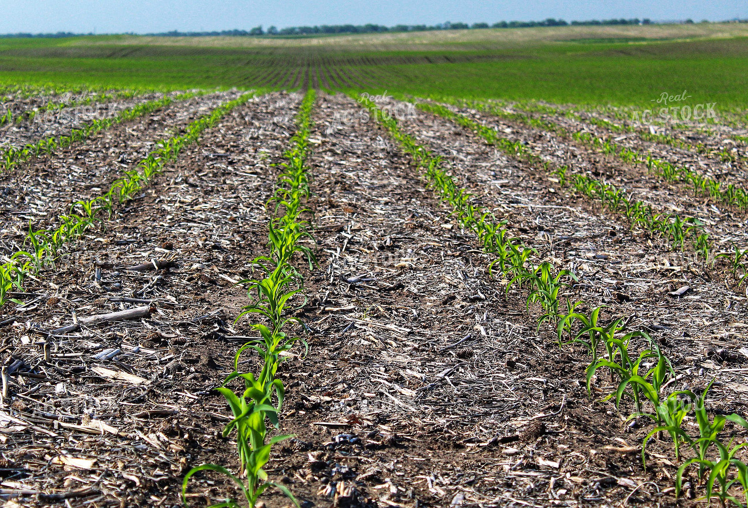 Early Growth Corn 141286