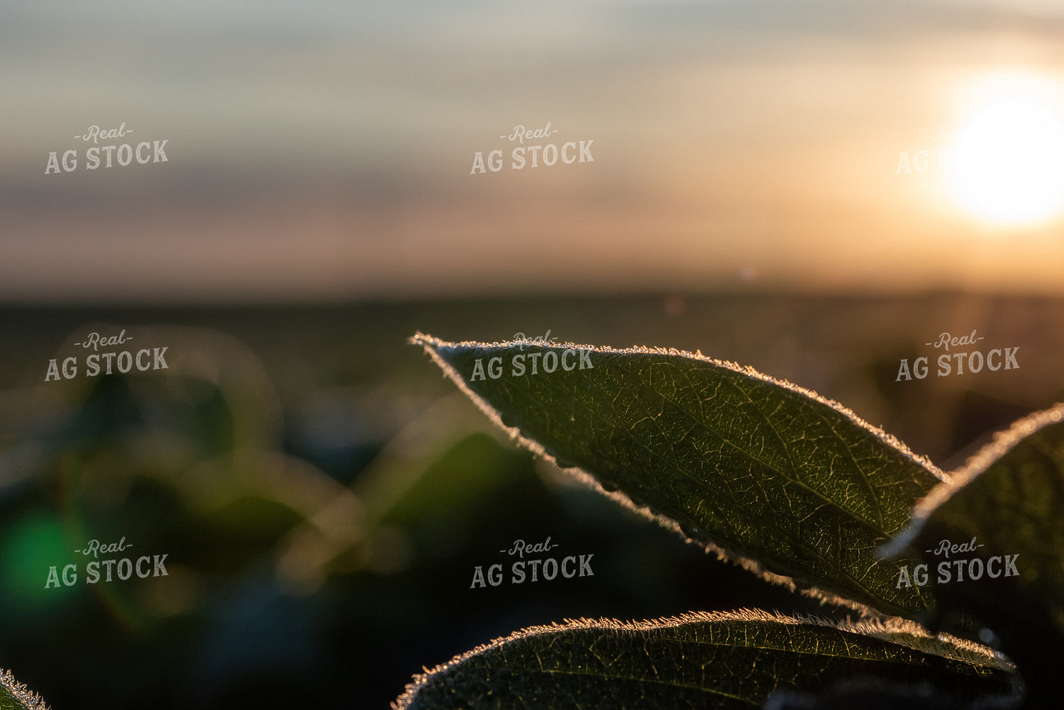 Soybean Leaf 76225