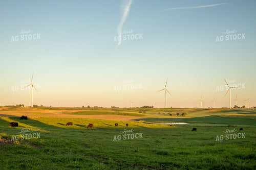 Angus Cattle Grazing in Pasture with Windmills 67109