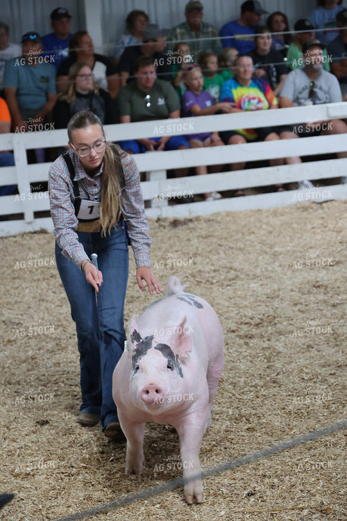 Showing Pigs 194014